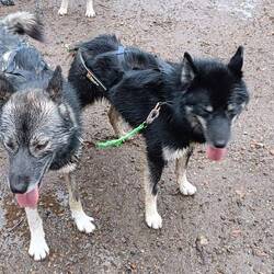 Sioux und Aska