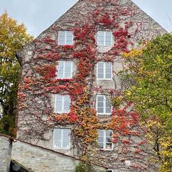 Love the foliage on this building