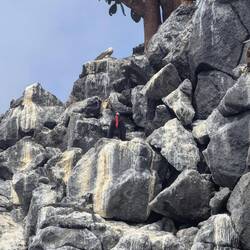 A frigate bird off Santa Fe Island