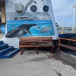 Sea lions are everywhere in town!