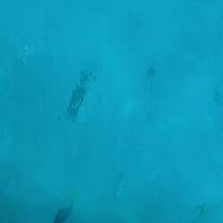 Fish sheltering under our boat