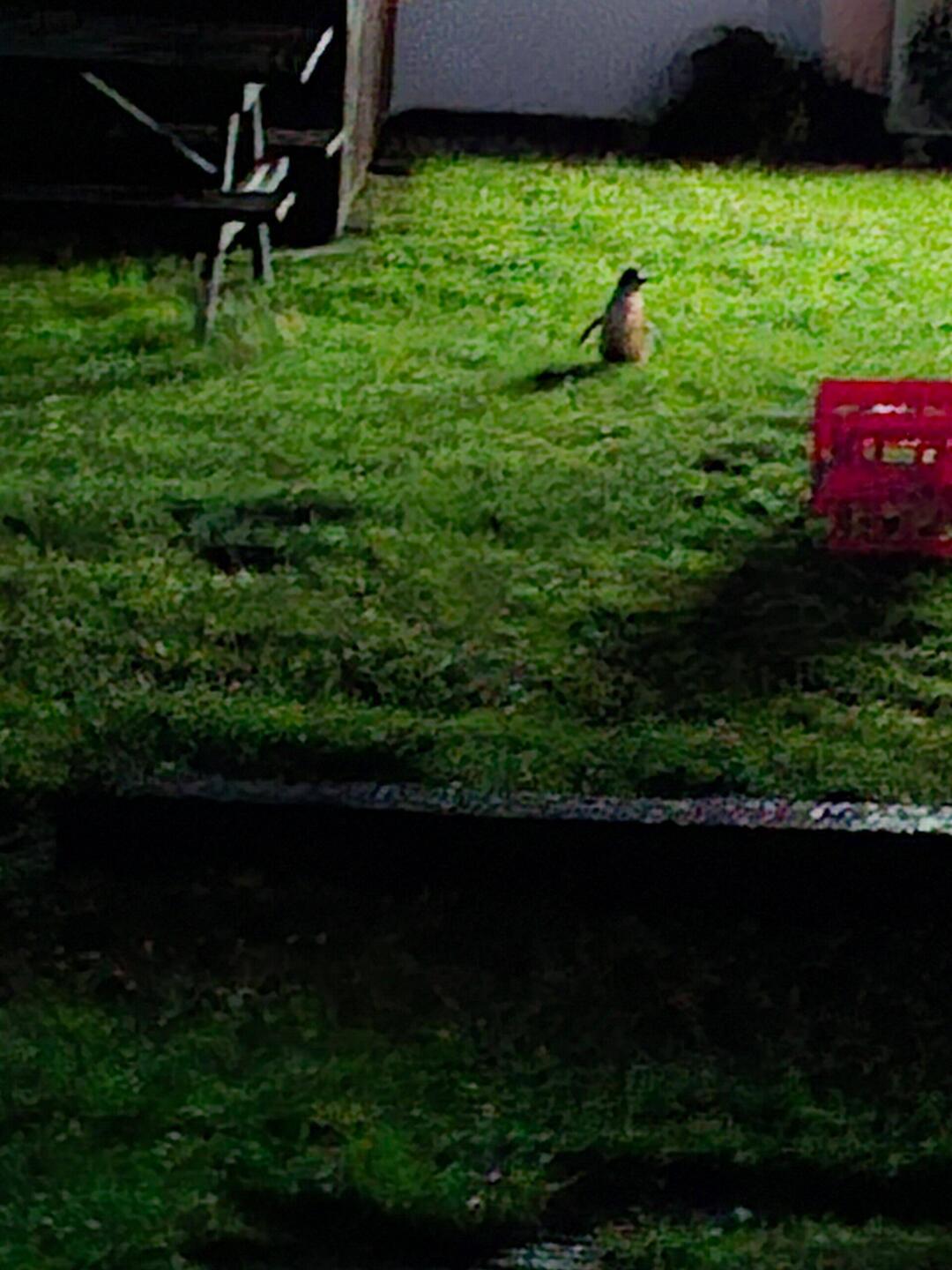 Pinguine laufen über den Campingplatz