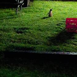 Pinguine laufen über den Campingplatz