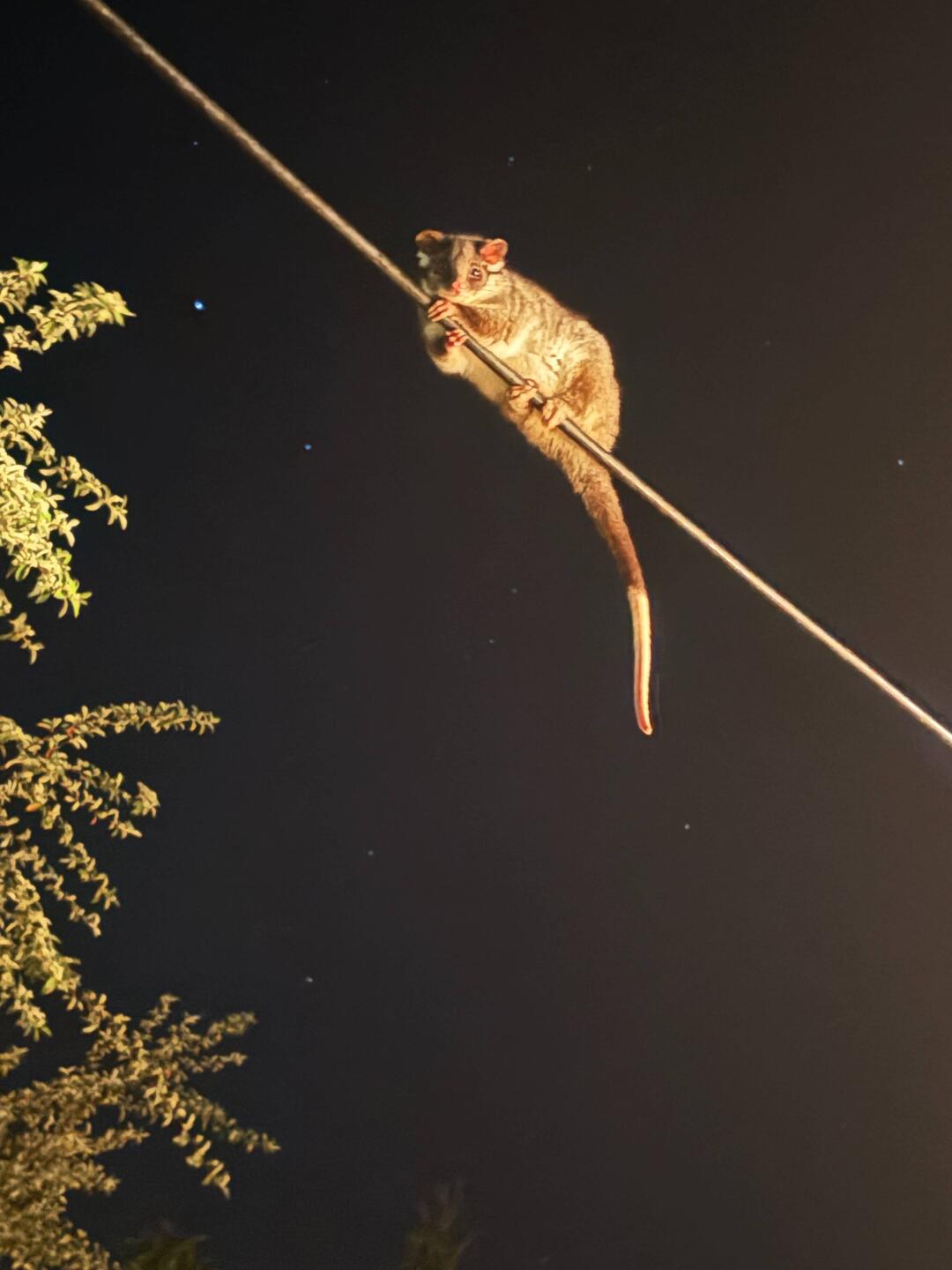 Opossum 🩷