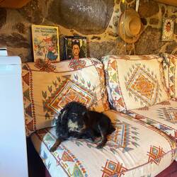 Carolina the house dog