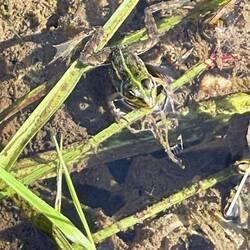 I spotted many of these cute little frogs on my walk out of Ponte de Lima