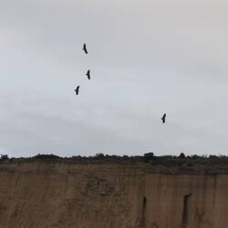 Die Geier kreisen schon.