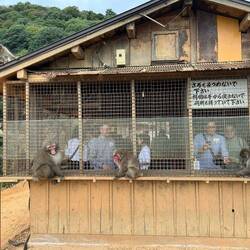 Hier sind die Menschen im Käfig