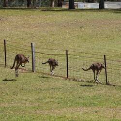 Erster Stopp: Kängurus