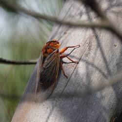 Zikade - sie lebt 7 Jahre unterirdisch als Nymphe, 7 Tage als lärmendes Insekt