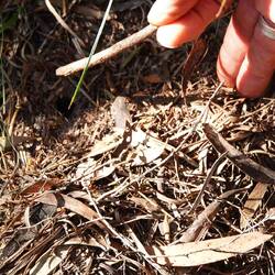 Das Loch der Trichterspinne