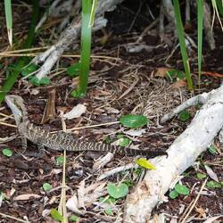 Eastern Water Dragon (Intellagama lesueurii)