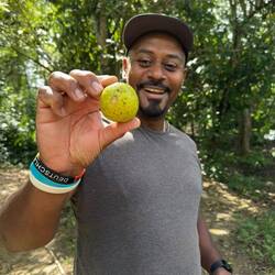 Geison hat eine Guave vom Baum gepflückt