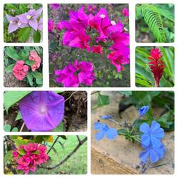 Schönheit der Natur