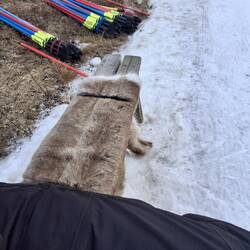 Feller sind die beste Unterlage gegen kalten popsch