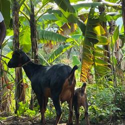 Ziegenmama mit 3 Wochen altem Zieglein