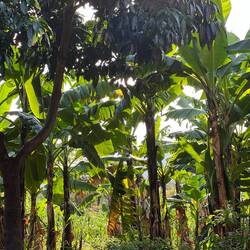 Noorahs Bananenbäume.