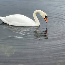 Lots of White Swans - called the mute swan and the national animal of Denmark