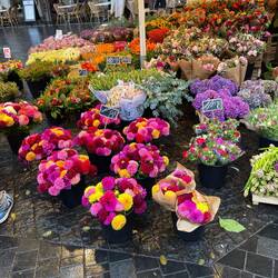 The flowers here are beautiful