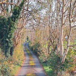 Who needs The Dark Hedges
