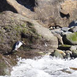 Einen Pinguin und ....