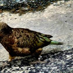 Ein Kea am Wegesrand