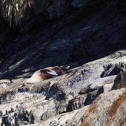 ...eine Robbe haben wir auch entdeckt!