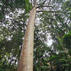 This tree is believed to be ~500 yrs old; we learned it's tough to age trees in a rainforest.