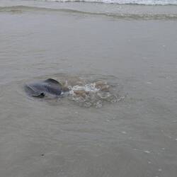 A ray in the surf