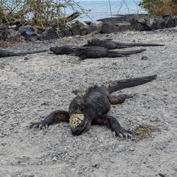 Marine iguanas