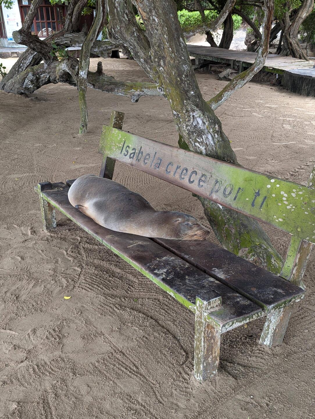 Snoozing sea lions are everywhere