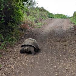 Giant tortoises strolling down the road