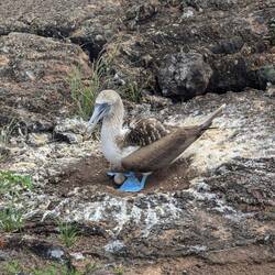 A blue footed booby incubating its eggs
