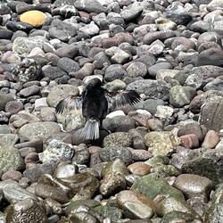 Chicken wing cormorant