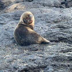 Baby sea lion
