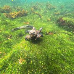 Diving iguana