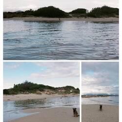 Mit etwas Unterstützung siegt das Rudel Empfinden