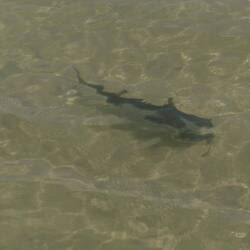 Kein Hai, aber 50 cm hat der wohl. Und schwimmt keine 10 m von Ufer.