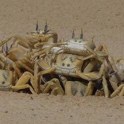 Die Krabben machen sich über einen gestrandeten Fisch her.
