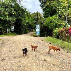 viele freundliche Hunde, in gutem Zustand 👍