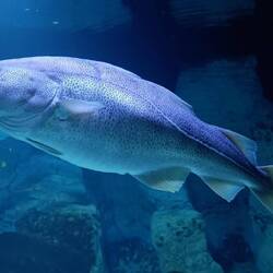 Kabeljau im Ostseeaquarium