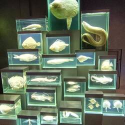 Präparate verschiedener Fische