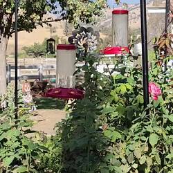 Hummingbirds ❤️