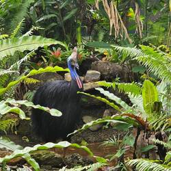 Southern Cassowary - Regretfully we didn't see one in the wild