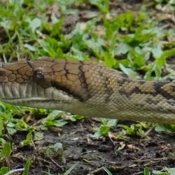 (thankful for telephoto lenses)