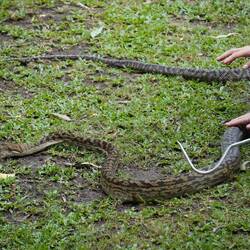 One long python -- they wrap themselves around their prey and 'squeeze' them to death. 😳
