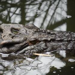 Meet "Jack, the Ripper": 5m & 650kg of pure croc. Killed 12 prior 'girlfriends'. Lives alone.