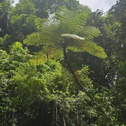 This exact tree 'starred' in Jurassic Park apparently three times.