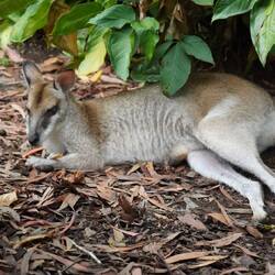 Resting 'roo.