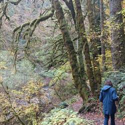 Silver Falls State Park - 10 falls walk